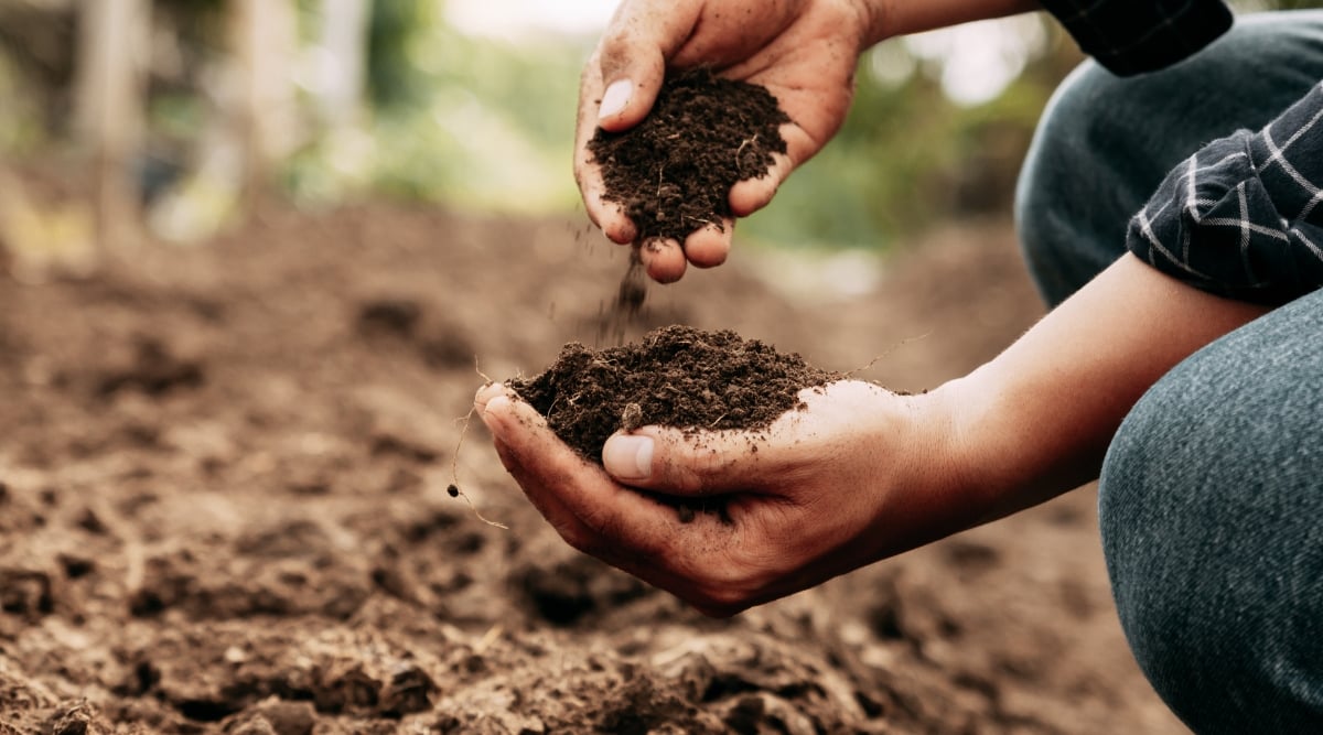 A pair of gentle hands cradle a mound of rich, brown soil, ready for planting. The blurred background reveals the promise of a fertile soil awaiting its green inhabitants.