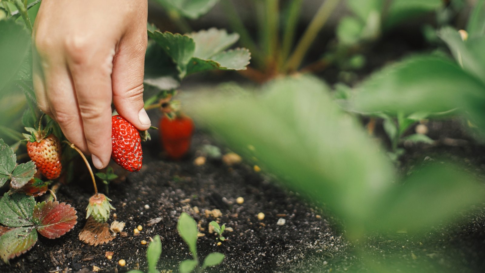 Close-up of a hand picking organic ripe bright red strawberries on a raised bed.