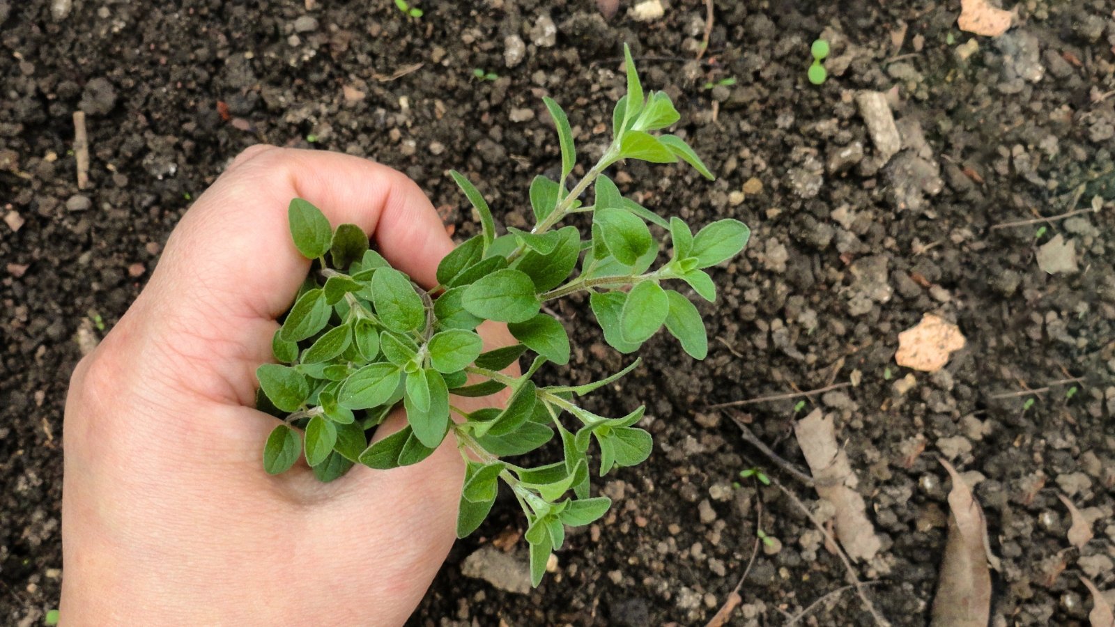 Close-up of a man's hand planting a young oregano seedling into the soil, which features small, oval-shaped leaves with a vibrant green color.