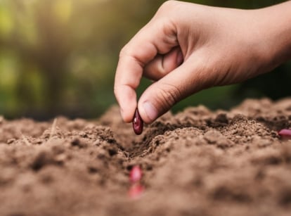 Close-up of a man's hand planting small, oval-shaped, purple-burgundy seeds in loose brown soil.