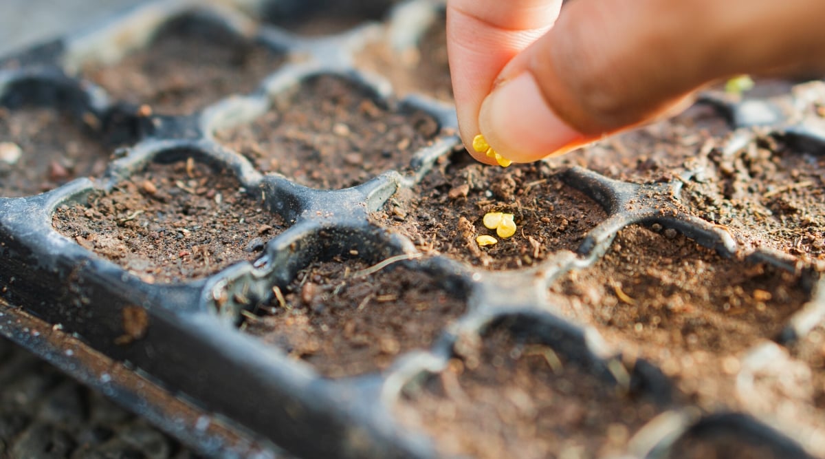 Close-up of a gardener's hand sowing seeds into a hole in the starting trays. The holes are filled with moist soil mixture. The seeds are small, round, flattened, and yellow in color.