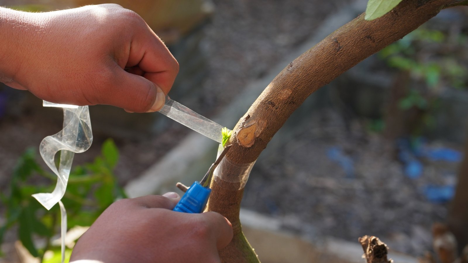 A hand uses a cutter and tape to carefully tend to a brown branch. The man meticulously tapes the branch, preparing it for transplantation, ensuring its health and growth in a new environment.