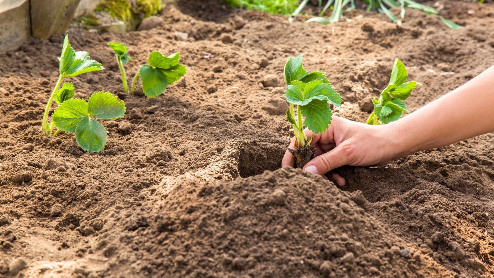 Close-up of a woman's hand planting a strawberry seedling with bare roots and vibrant green leaves, featuring serrated edges, an oval shape, and a glossy texture, into the soil in the garden.