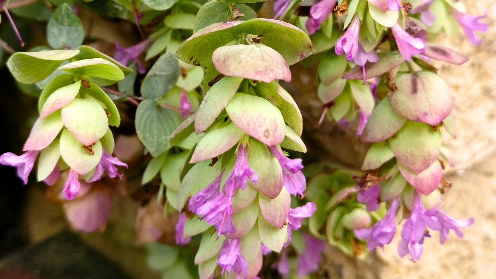 'Kent Beauty' Ornamental Oregano presents cascading stems with petite, silver-green foliage, embellished by elegant, drooping clusters of rosy-pink bracts and minute bell-shaped pink blooms.