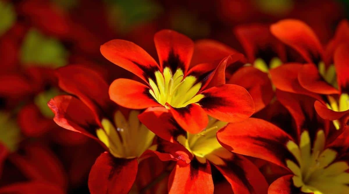 Harlequin Flower