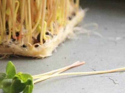 Harvested buckwheat microgreens