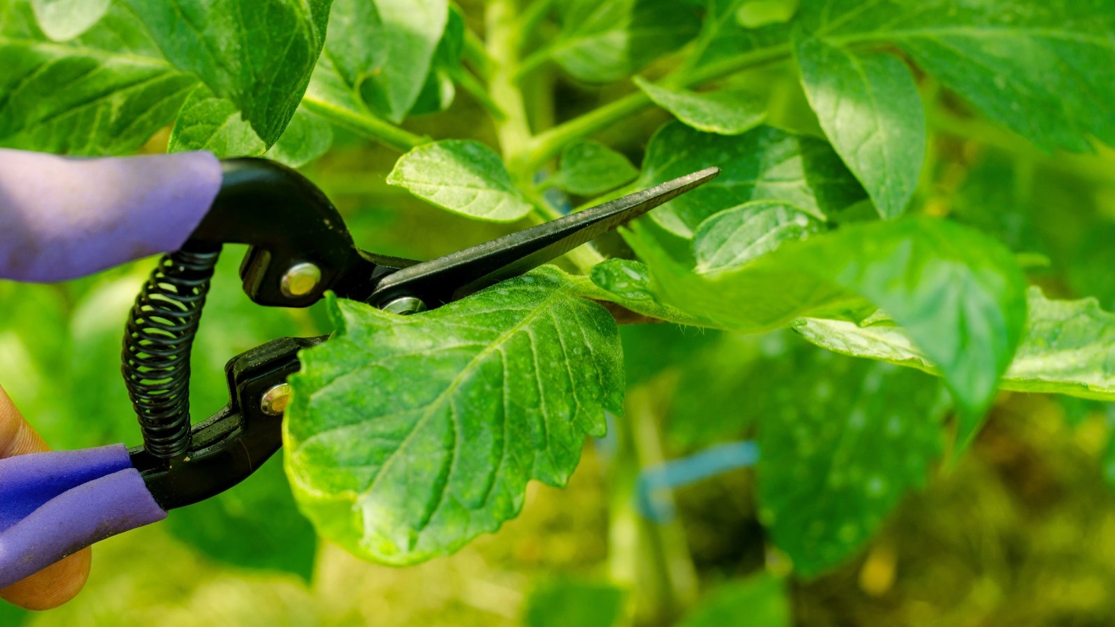 Close-up of a gardener's hand trimming a tomato plant using trimming snips in a greenhouse.