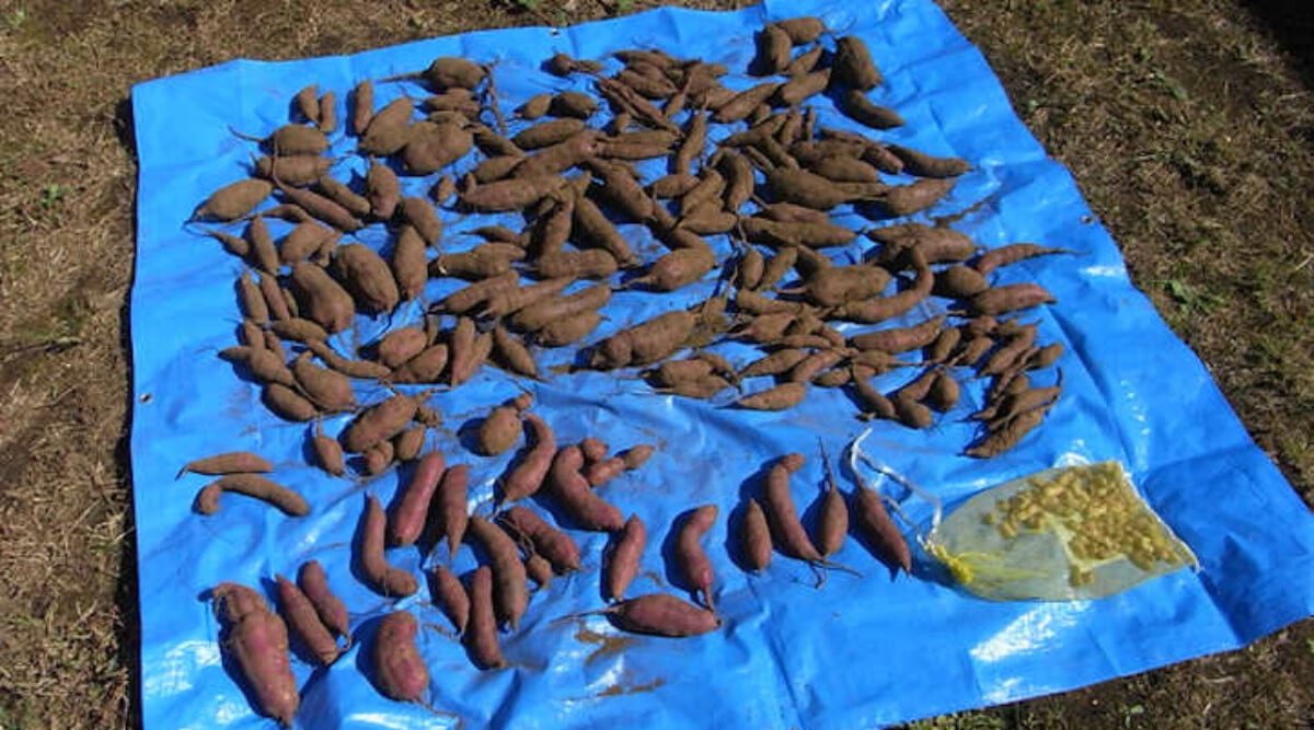 Harvesting sweet potatoes