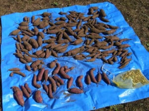 Harvesting sweet potatoes