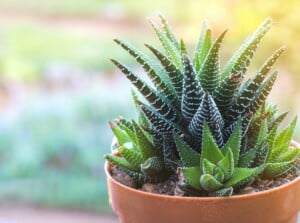 A close-up of a Zebra Plant showcases its distinctive striped leaves, radiating vibrant shades of green against the backdrop of rich brown soil. The blurred background reveals a lush garden filled with various verdant plant species.