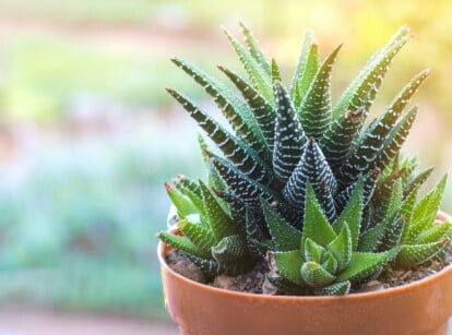 A close-up of a Zebra Plant showcases its distinctive striped leaves, radiating vibrant shades of green against the backdrop of rich brown soil. The blurred background reveals a lush garden filled with various verdant plant species.