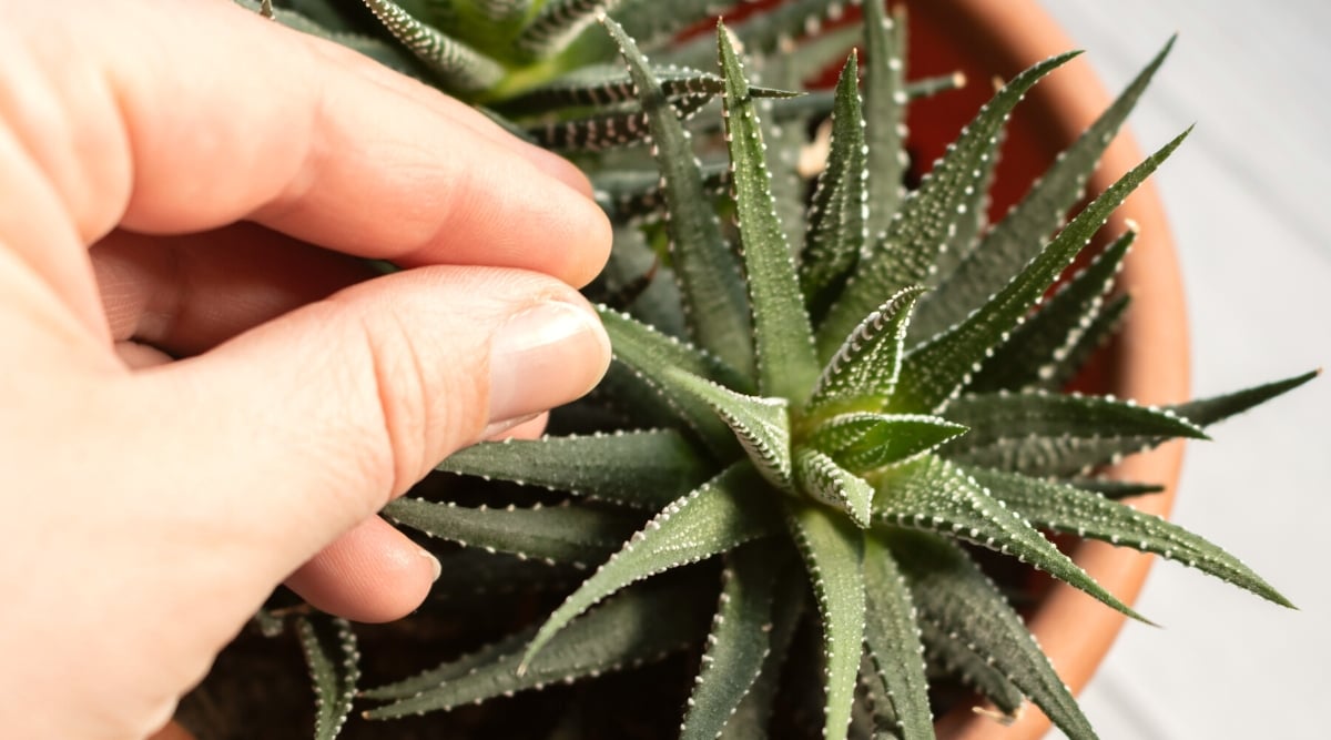 Close-up of Haworthia fasciata succulent in a large terracotta pot on a white table. A woman's hand touches the fleshy leaves. Haworthia fasciata, commonly known as the zebra plant, is a compact succulent characterized by its rosette-shaped arrangement of thick, dark green leaves adorned with distinctive white horizontal stripes, resembling a zebra pattern. The leaves are triangular and tapering, forming a tight cluster.