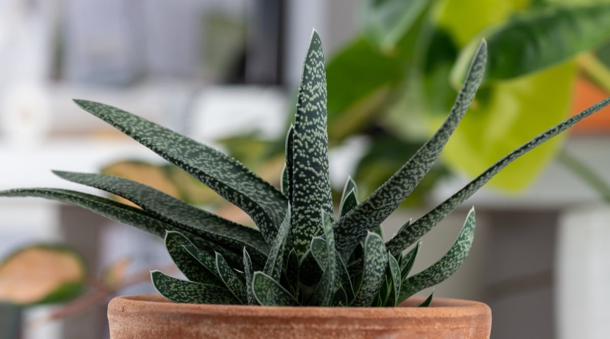 Close-up of a Gasteria succulent, its dark, triangular leaves radiating from a terracotta pot. Tiny, glistening white dots, like scattered stars, pepper the plant's plump, almost rubbery skin. The leaves form a mesmerizing rosette, their deep green hues hinting at hidden depths.
