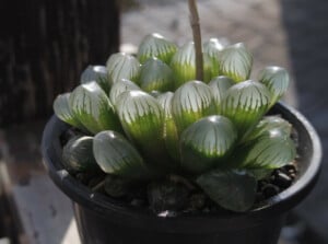 Haworthia obtusa