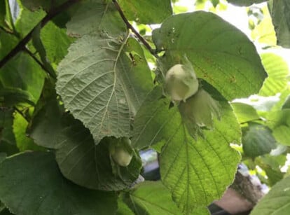 Hazelnut tree