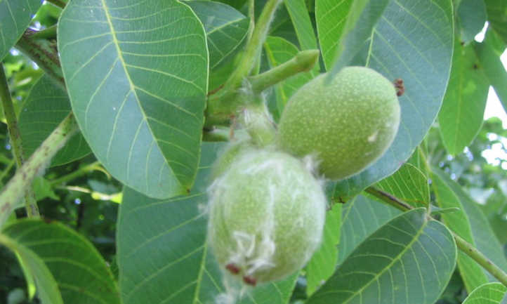 Hazelnuts on tree