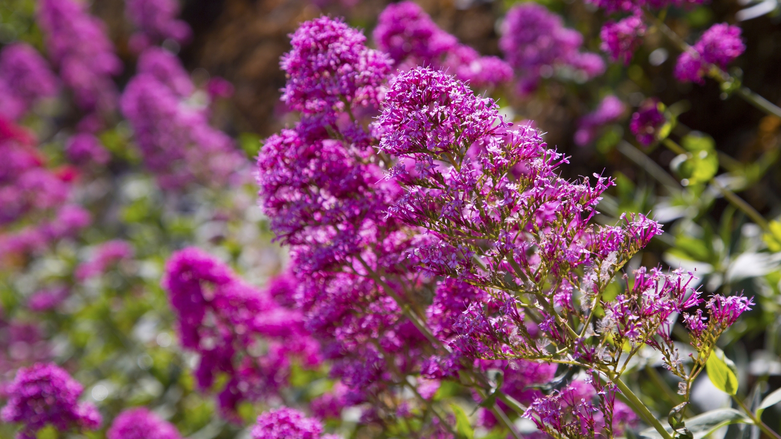 A close-up of flowers, showcasing vibrant purple blooms nestled among delicate branches, adorned with lush green leaves, creating a picturesque display of nature's beauty.