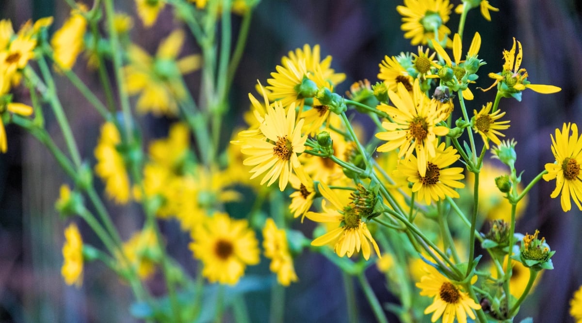 Helianthus angustifolius flowers with yellow petals and brown centers as well as flower buds atop long stems.