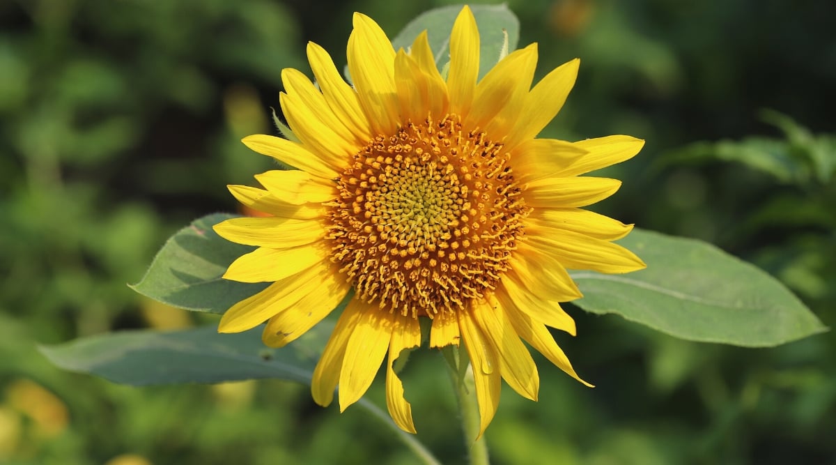 Close-up of a Helianthus annuus flower in a garden, against a blurred green background. The plant is tall and has one strong stem. The stem is covered with coarse hairs and has a green color. The leaves of Helianthus annuus are large, heart-shaped, with a rough texture. They are arranged in alternating order along the stem. The leaves are dark green in color. Helianthus annuus has a large flower head that consists of many small individual flowers surrounded by large yellow petals known as ray florets. The center of the flower head is filled with disc florets forming a dark brown or black central disc.