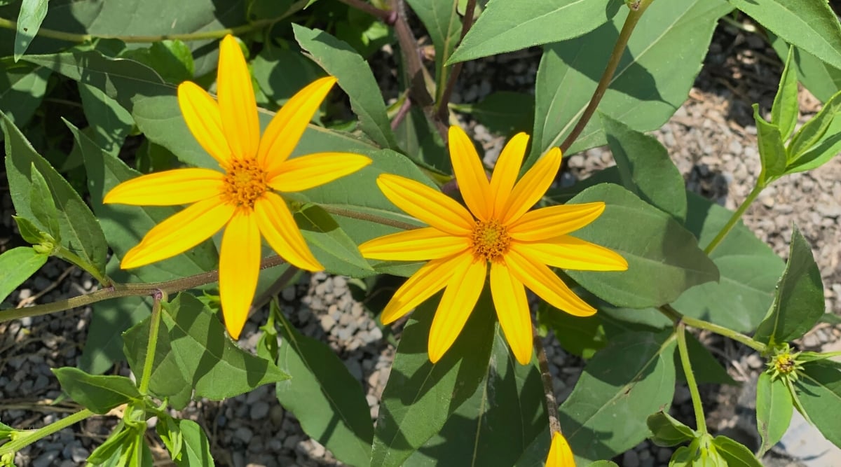 Close-up of Helianthus divaricatus flowering plant in a sunny garden. Helianthus divaricatus, commonly known as woodland sunflower, is a perennial wildflower native to North America. It features lance-shaped leaves that are green and have a slightly rough texture. The leaves are arranged alternately along the stems. Helianthus divaricatus produces clusters of yellow, daisy-like flowers with a dark orange center. The flowers have multiple petals radiating from a central disk, creating a sunflower-like appearance.