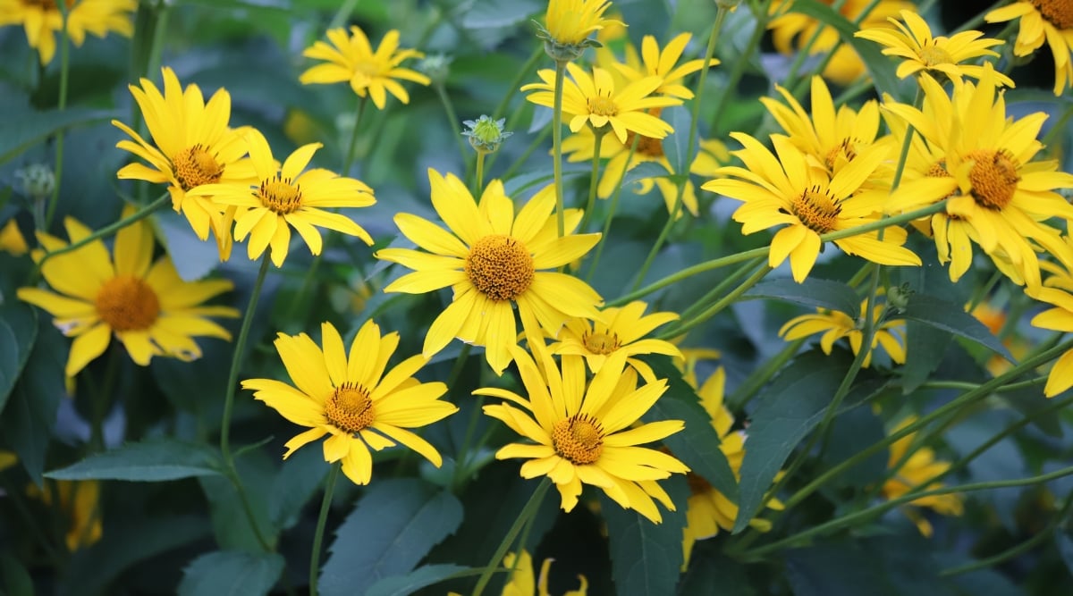Heliopsis helianthoides in full bloom boasting bright yellow petals with fuzzy centers, surrounded by green spikey leaves.