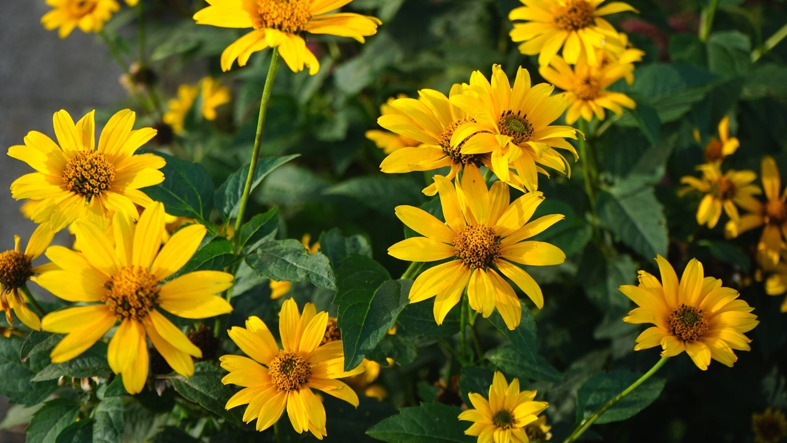 Close-up of Heliopsis helianthoides blooming in the garden. It features upright stems adorned with lance-shaped leaves arranged alternately along their length, forming dense clumps or mounds. The shrub produces large, daisy-like flowers with golden-yellow petals surrounding a prominent brown or yellow center, resembling miniature sunflowers.