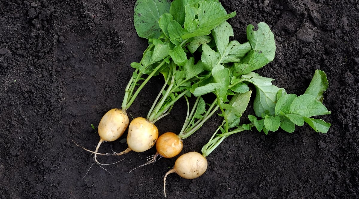 Close-up, top view of four freshly picked Helios radishes in a garden bed. The Helios radish is a family heirloom known for its bright golden yellow skin and crisp white flesh. The leaves are oval, lobed, green in color with thin veins.