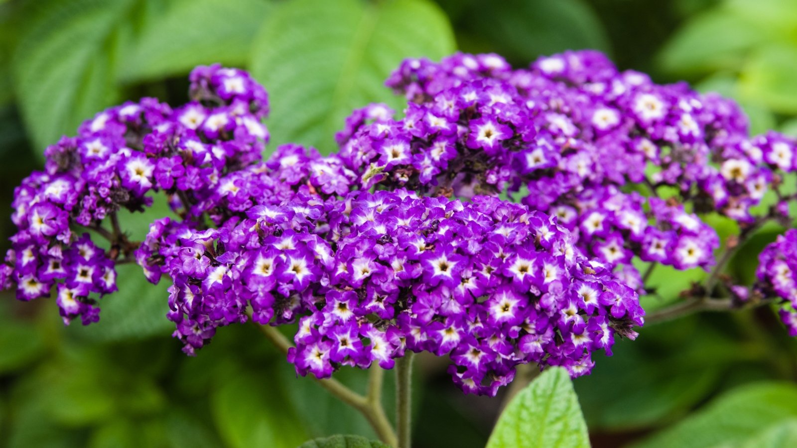 A close-up captures a bunch of petite heliotrope blooms in rich purple hues, contrasted against a backdrop of leaves, creating a striking visual contrast in this floral composition.