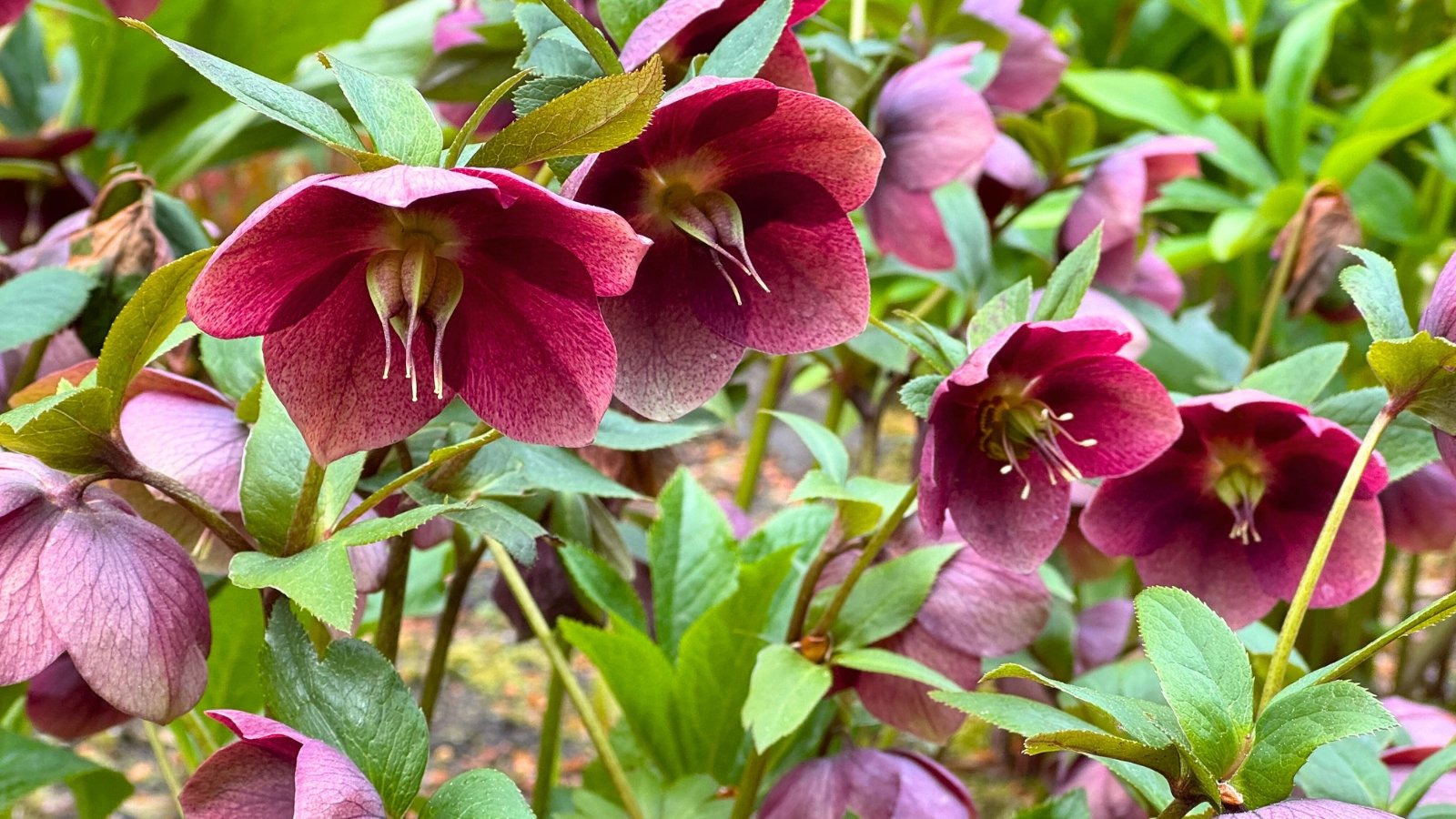 Leathery, dark green leaves accompany nodding flowers in deep burgundy hue.
