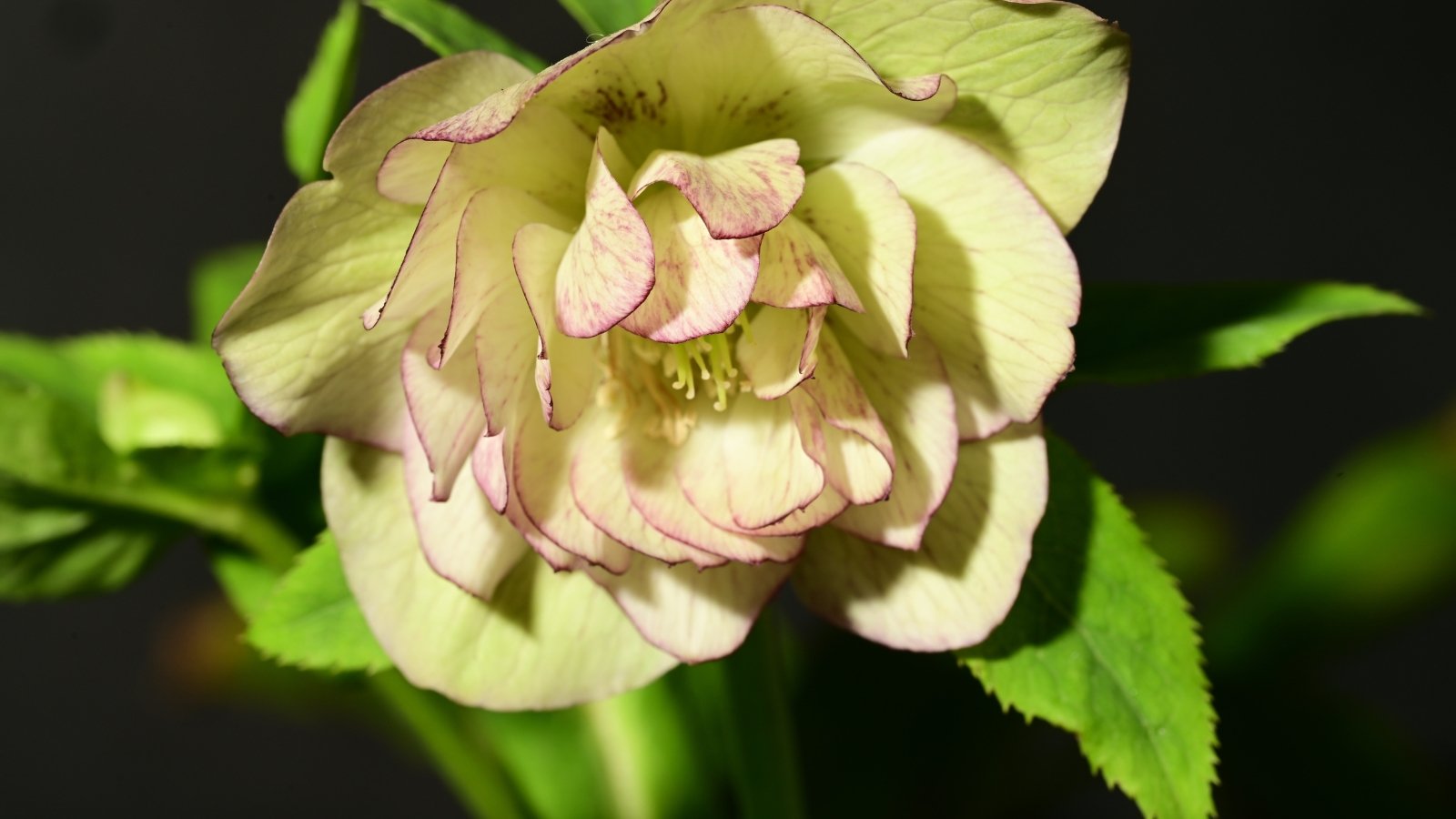 Close-up of a downward-facing, soft green and pale pink flower blooming on a short, sturdy stem, surrounded by leathery, deep green leaves.
