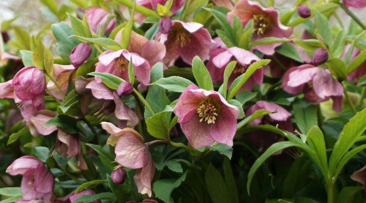 close image of the Helleborus orientalis, with cupped-shaped nodding blooms in a toned down shade of pink atop long, dark green leaves.
