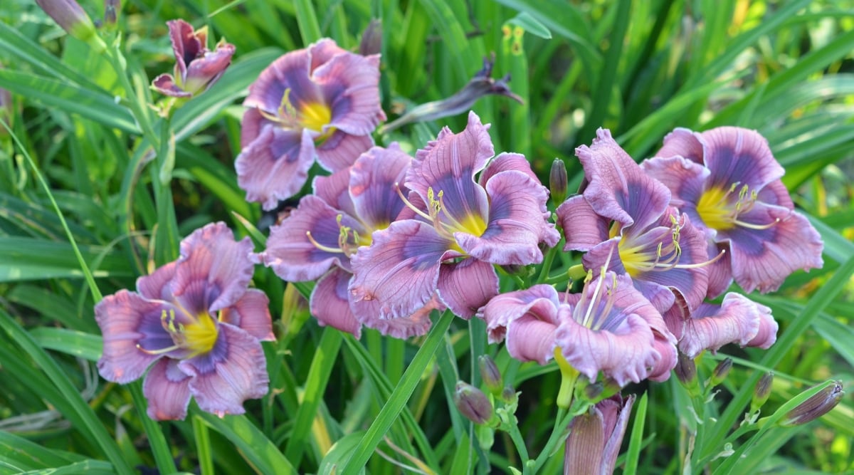 A Hemerocallis plant with gorgeous purple and link colored flowers with yellow center and long stamens, surrounded by very long leaves.