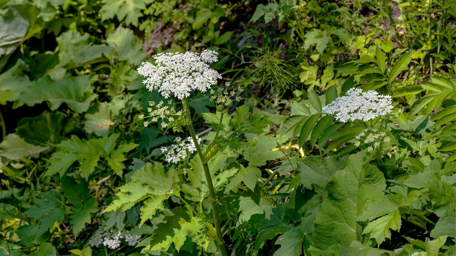 Heracleum maximum presents robust stems topped with umbels of small, white flowers and large, deeply lobed leaves.