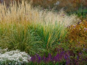 In this perennial ornamental landscape, decorative grasses and plants are showcased, boasting an array of colors, including brown, white, and purple. These botanical wonders come in various sizes, adding depth and diversity to the garden design.