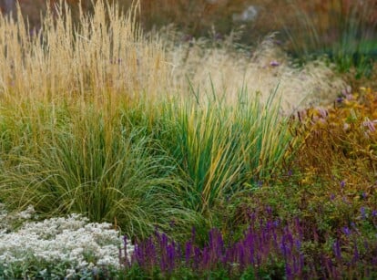 In this perennial ornamental landscape, decorative grasses and plants are showcased, boasting an array of colors, including brown, white, and purple. These botanical wonders come in various sizes, adding depth and diversity to the garden design.