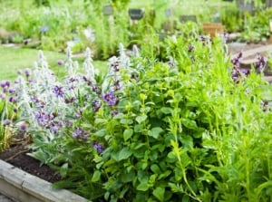 A sun-drenched garden bed adorned with aromatic herbal and medicinal plants boasting purple flowers, inviting a serene ambiance. In the blurred background, an array of verdant foliage extends, promising an immersive botanical retreat.