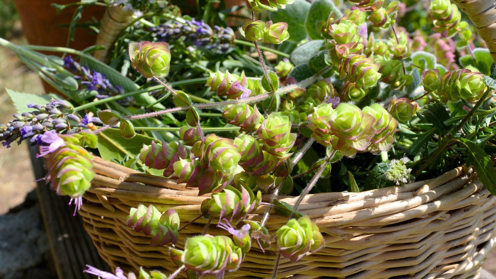 Close-up of a large wicker basket with freshly picked herbs including Lavender and Ornamental Oregano.