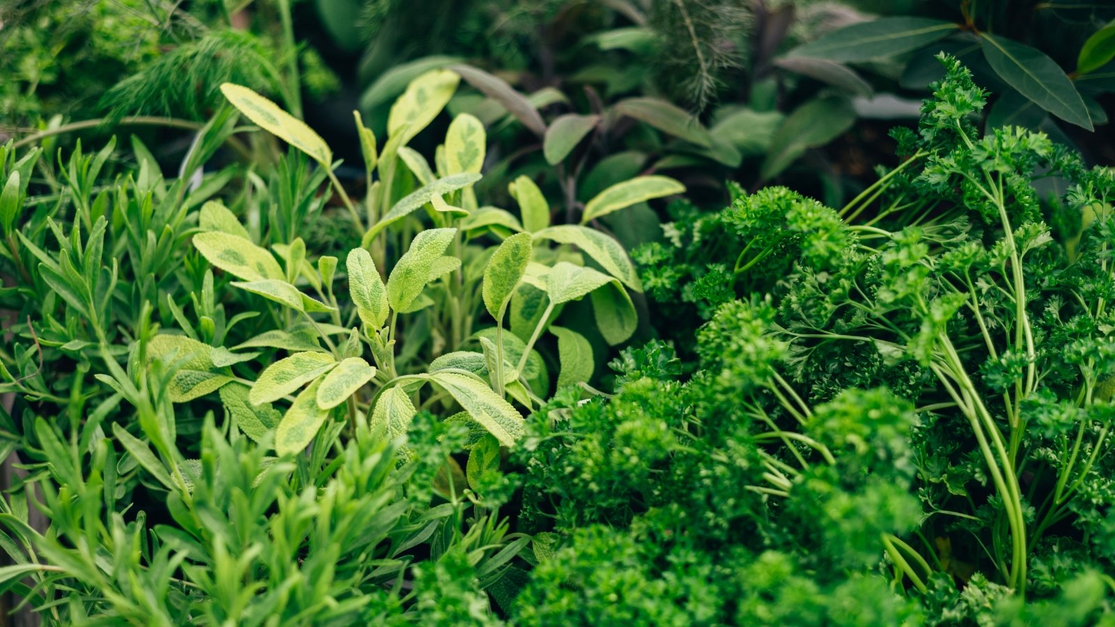 Herbs that grow well together. Close-up of a raised bed containing herbs such as parsley, marjoram, sage, thyme, and mint thriving in a garden setting.