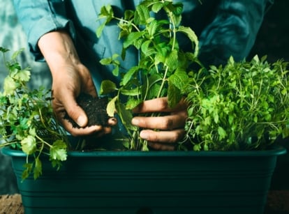 A woman adds fresh soil to herbs grown using the winter sowing method in February, planted in a blue pot.