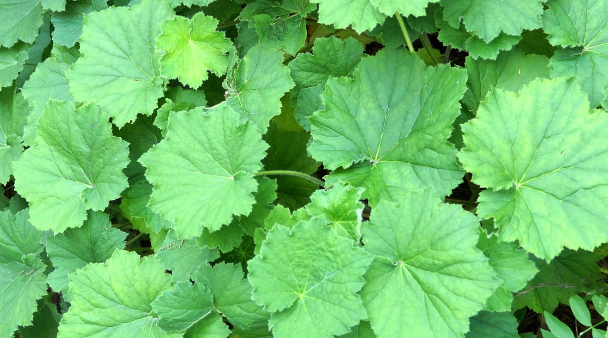 Close-up of a Heuchera villosa, commonly known as hairy alumroot plant in a garden. The plant has a basal rosette of leaves, round or heart-shaped, green. The leaves have a hairy texture and serrated edges.