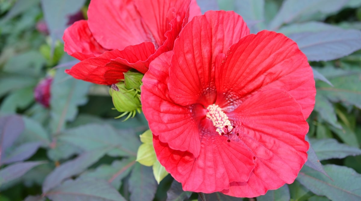 close up image of a Hibiscus flower with big disc-like red flowers featuring long pistils.
