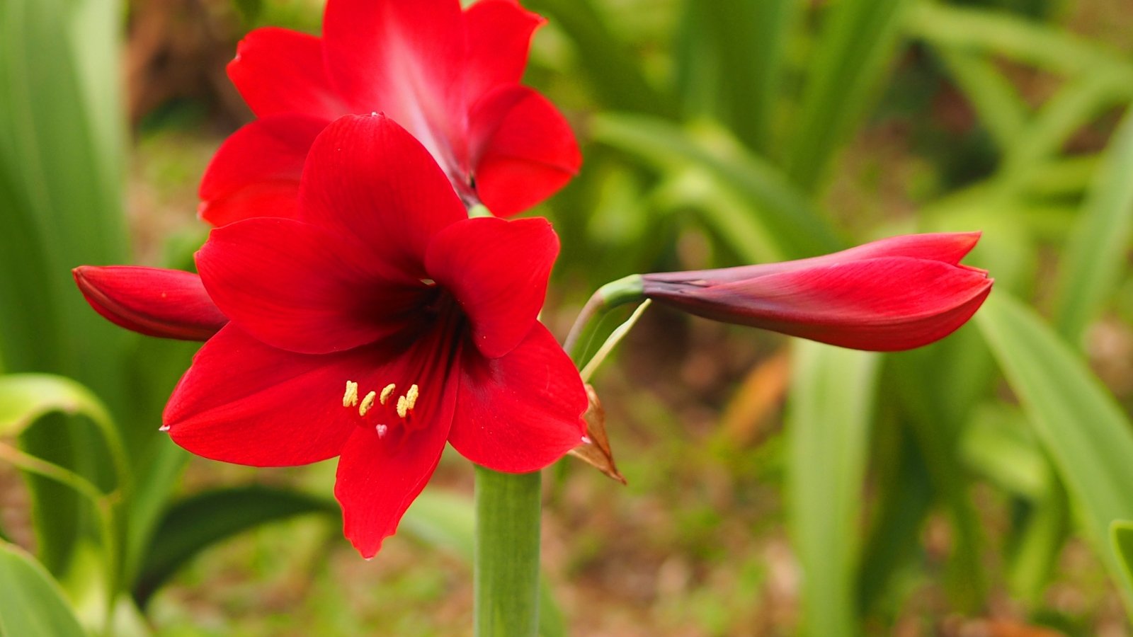 Vibrant red trumpet-shaped flowers with large, velvety petals bloom atop a thick, sturdy stem, rising above strappy green leaves.
