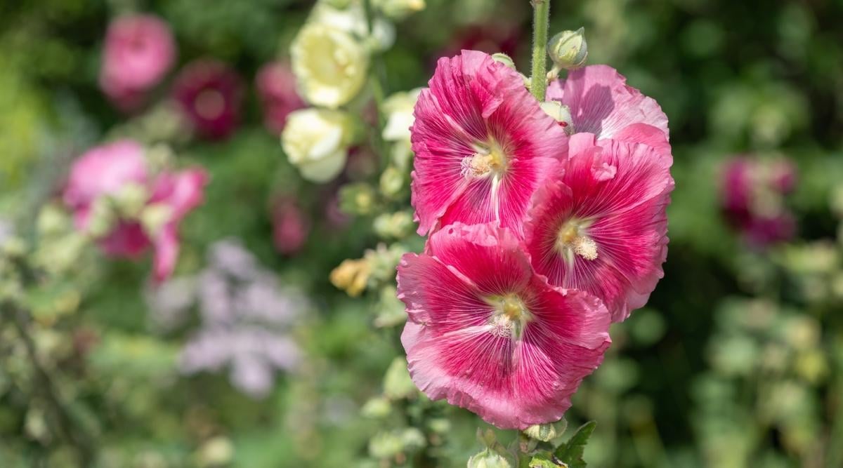 Hollyhock
