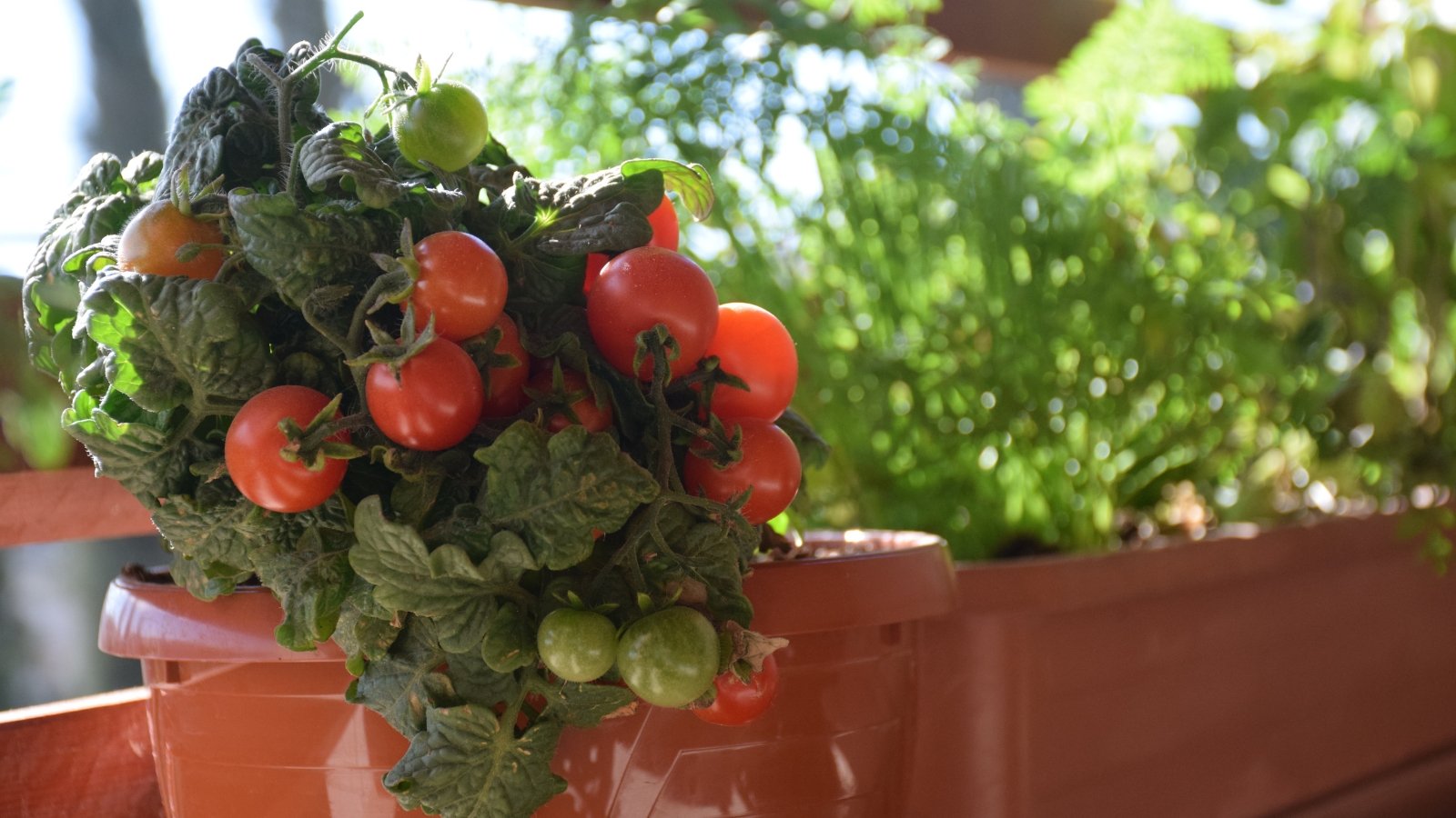 A thriving 'Fantastico' tomato vine flourishes in a brown pot, standing prominently amid a vibrant tapestry of greenery in the background, showcasing nature's abundance and vitality.