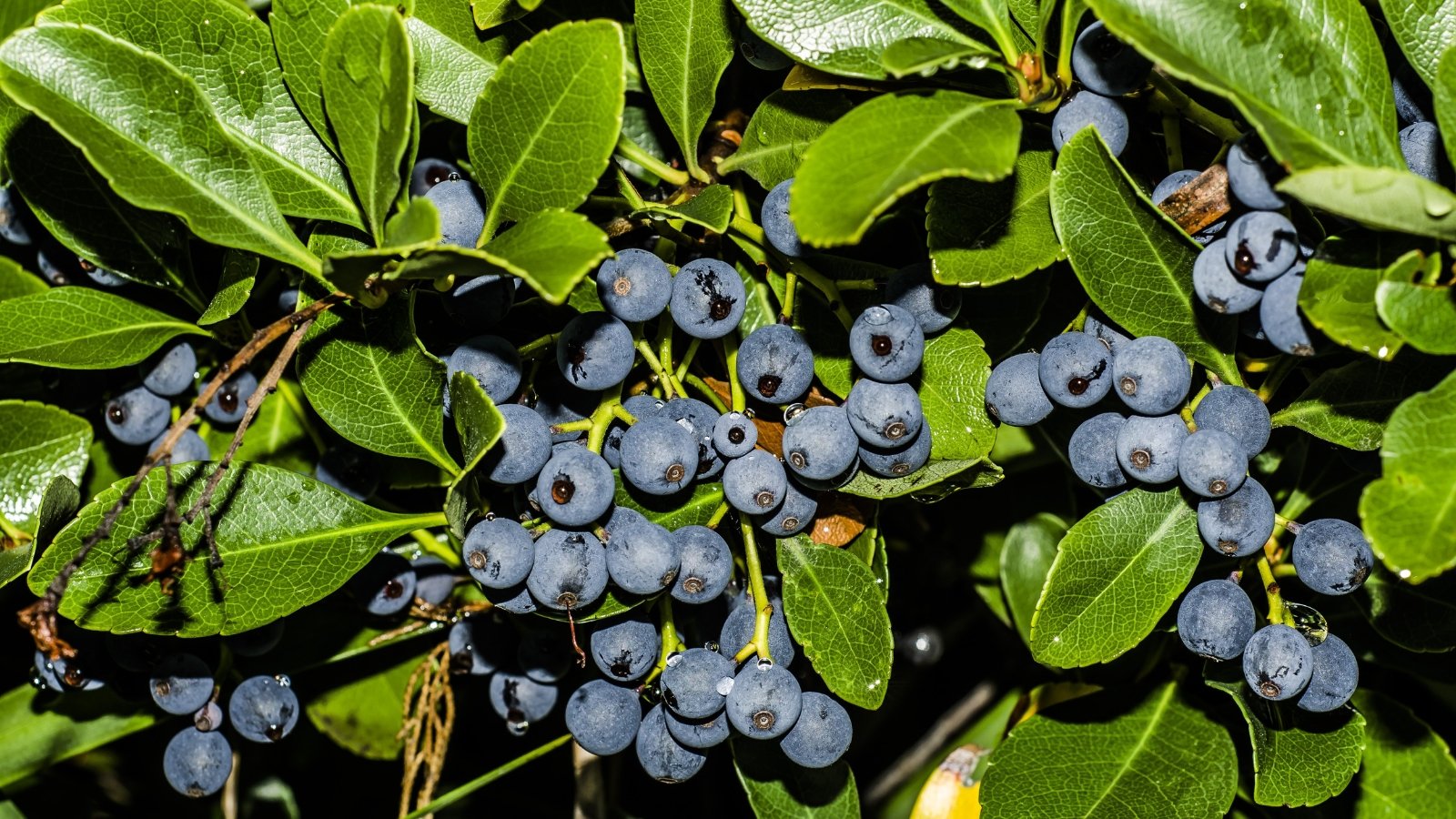 Golden rays illuminate ripe blueberries nestled within verdant foliage, casting a tranquil glow on their indigo skin, a vibrant symphony of nature's bounty and radiant hues.