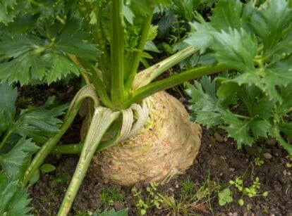 A close-up of an organic Celeriac plant, showcasing its substantial knob, tall stalks, and vibrant, leafy foliage. The plant thrives in nutrient-rich brown soil, blending harmoniously with its environment.