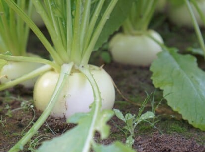 In rich brown soil, delicate Hakurei Turnip bulbs protrude, their ivory skin glistening with moisture. Tender green leaves unfurl gracefully, a vibrant contrast against the earthy backdrop.