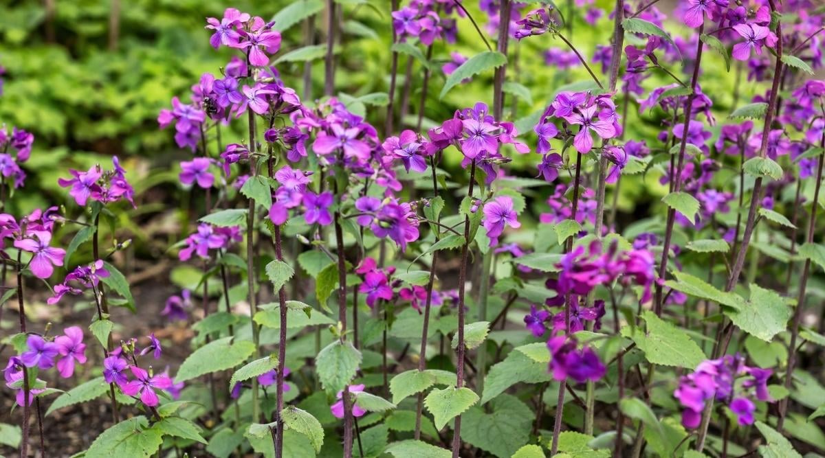 Honesty Flower