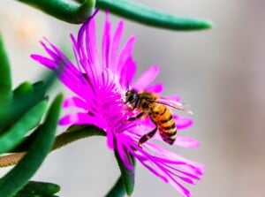 Honey Bee on Pink Ice plant