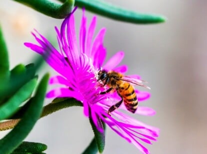 Honey Bee on Pink Ice plant